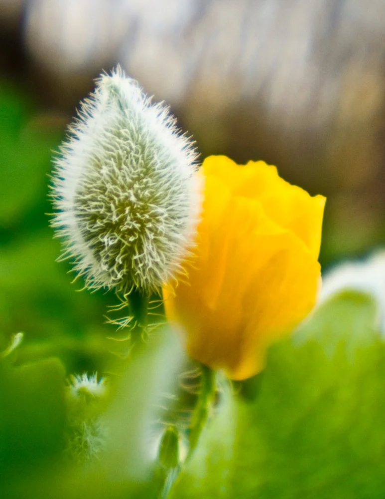wildflower-10.jpg