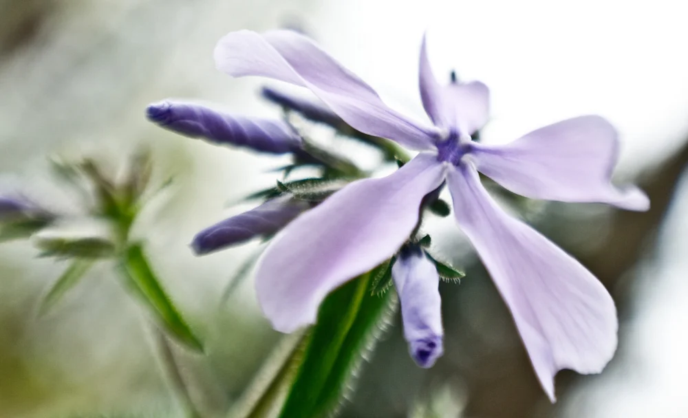 wildflower-29.jpg