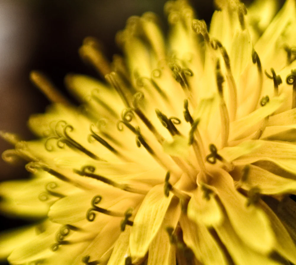 wildflower-30.jpg