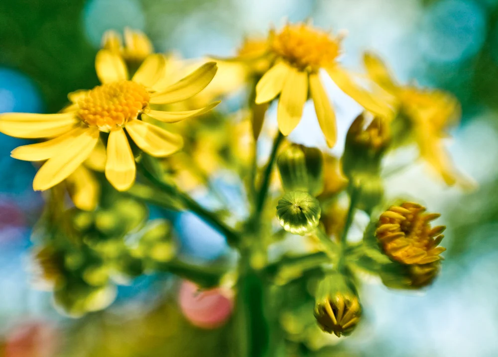 wildflower-37.jpg
