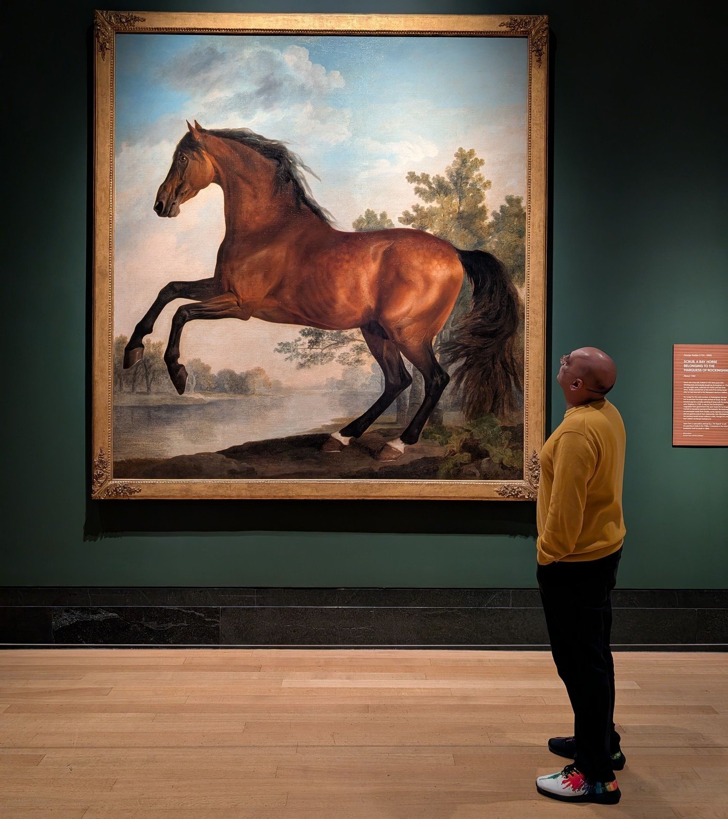 Visitors to The National Gallery will be familiar with 'Whistlejacket', George Stubbs' masterful portrait of a rearing horse, devoid of a background. This exhibition focuses on his life-size horse portrait, 'Scrub', a work that has been on public dis