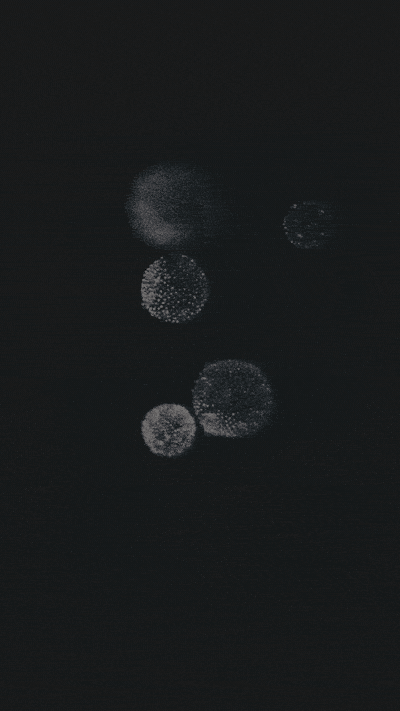 AviCell_2.gif