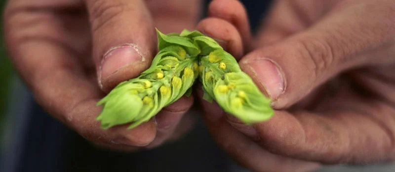 inside the hop flower.jpg