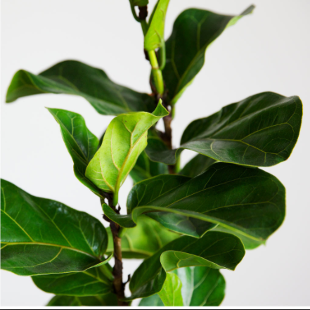 Fiddle Leaf Fig