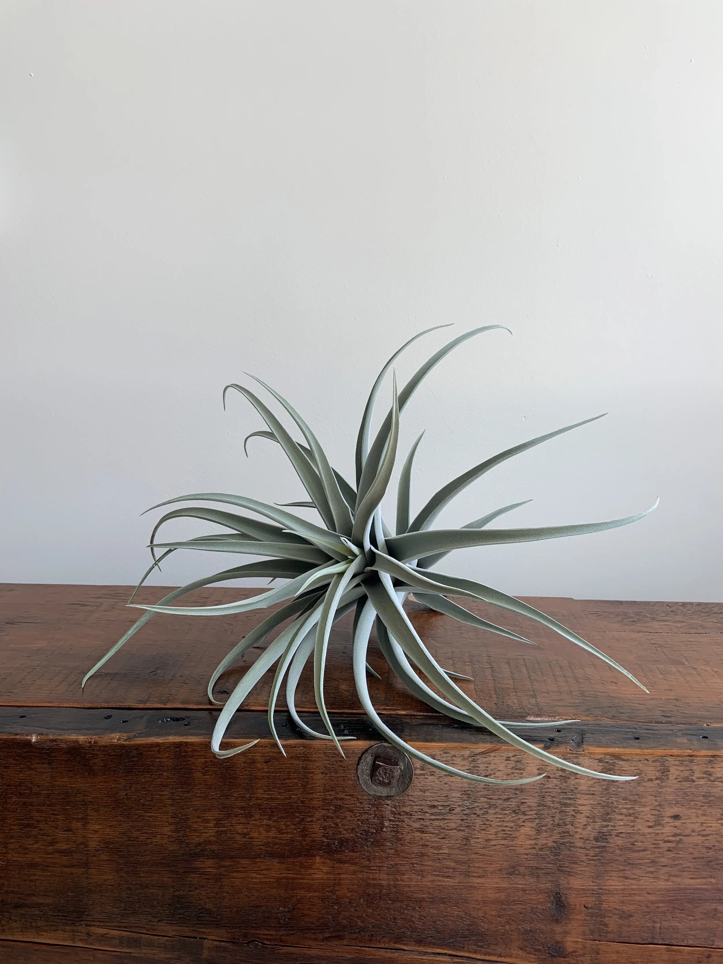 Giant Airplant 18"