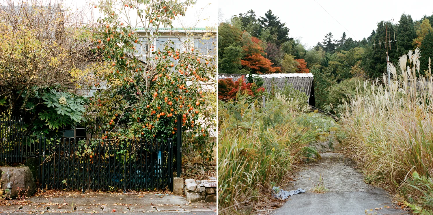 La nature reprend ses droits dans de nombreux endroits de la ville. Les kakis, fruits pour lesquels la prefecture de Fukushima était renommée, sont très présents dans le village. Ils recouvrent cet arbre à gauche.