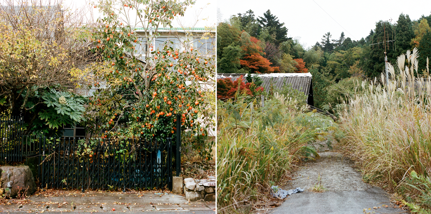  Nature takes its course in many parts of the city. Persimmons, fruits for which Fukushima was very famous, have a substantial presence in the village. They cover the tree to the left. 