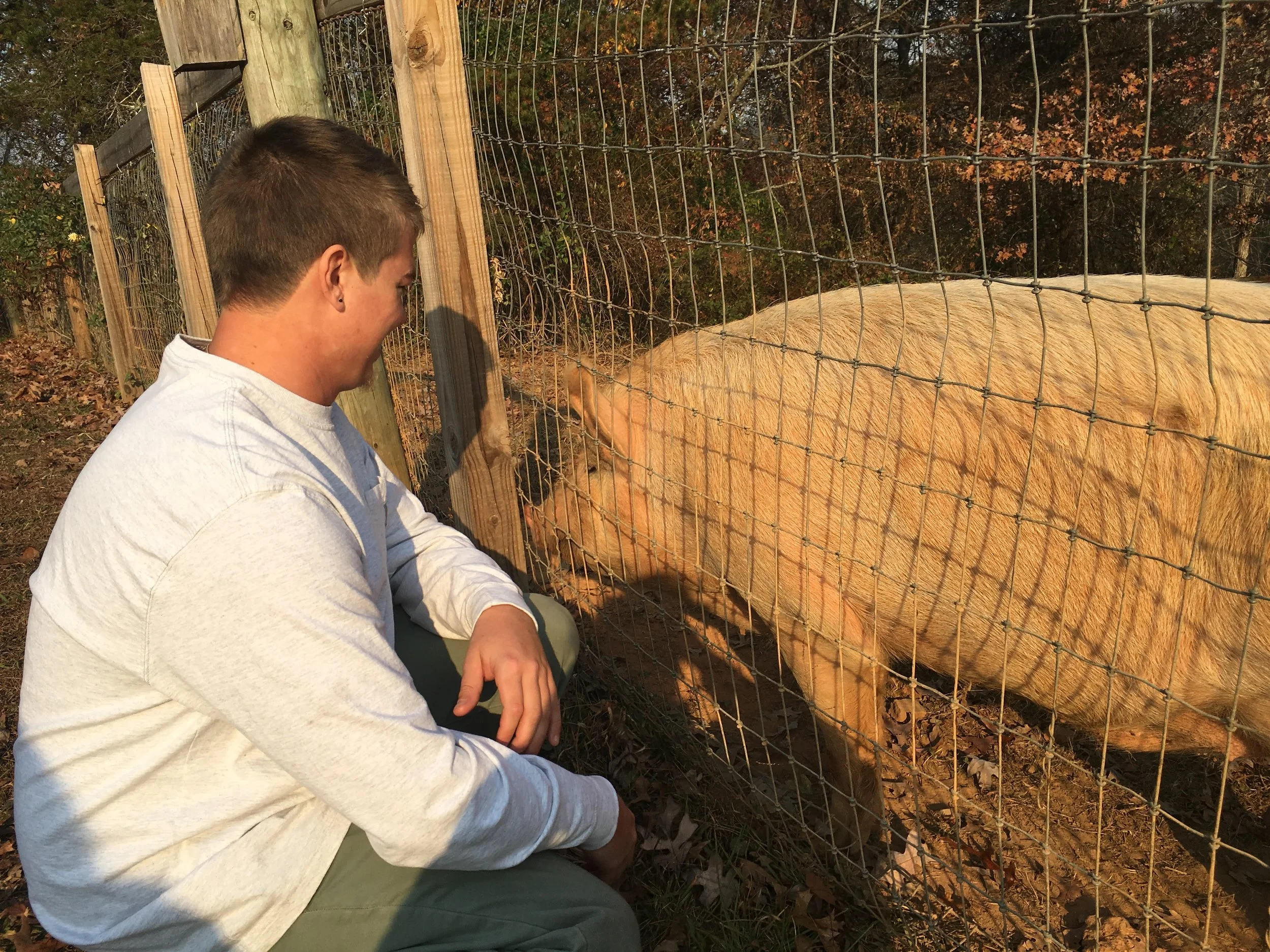 Pig_1.jpg