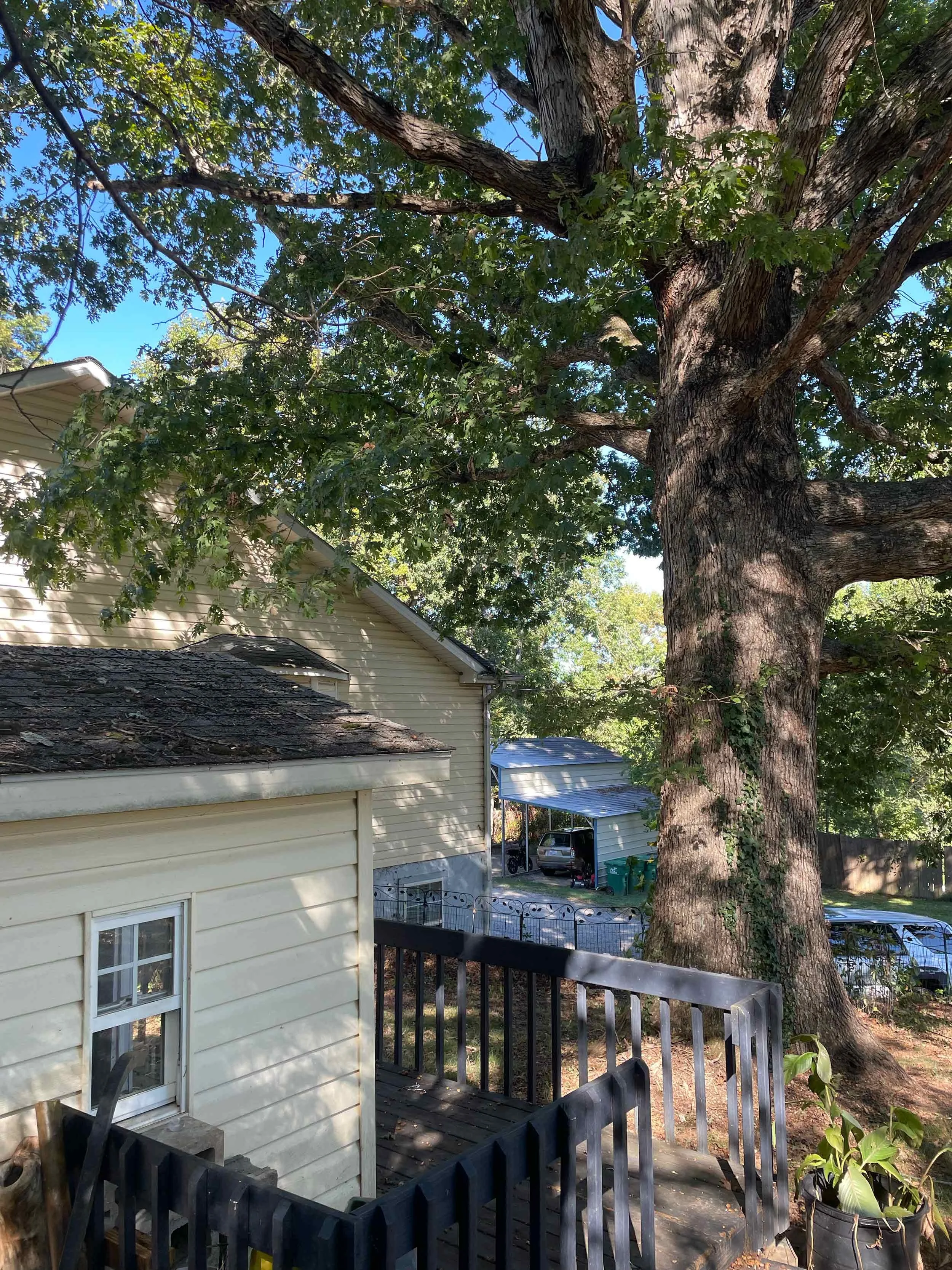 Big-Tree-at-Freedom-House.jpg