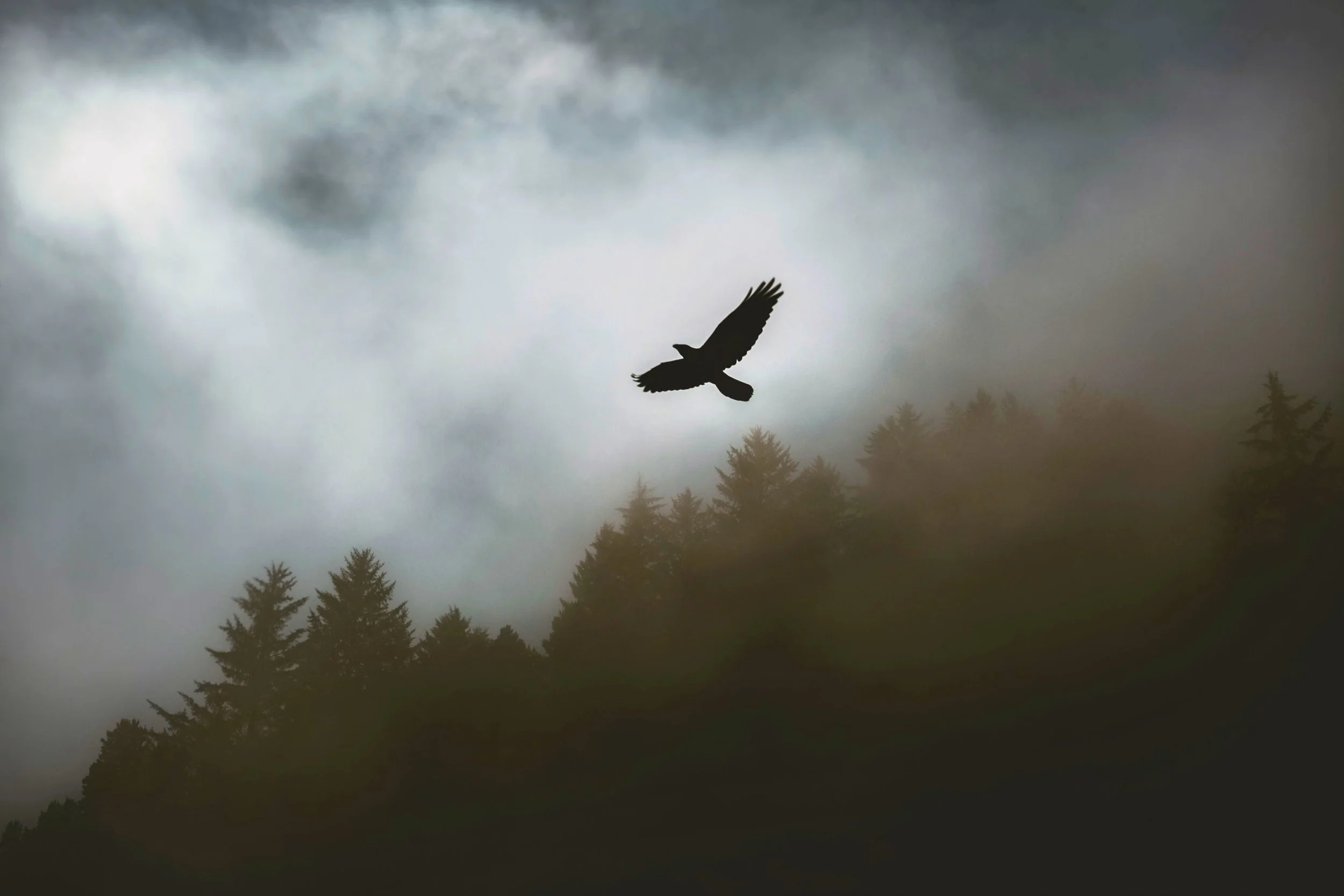 eagle-flying.jpg