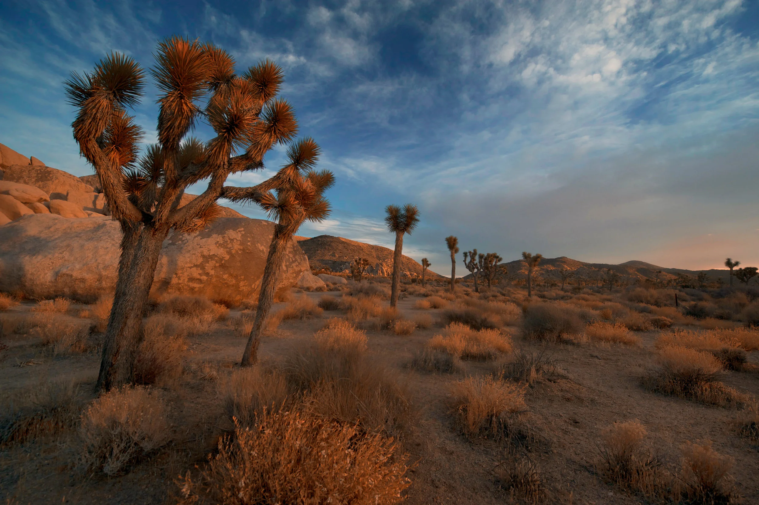 joshua-trees.jpg