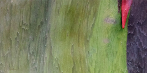 bark2.png