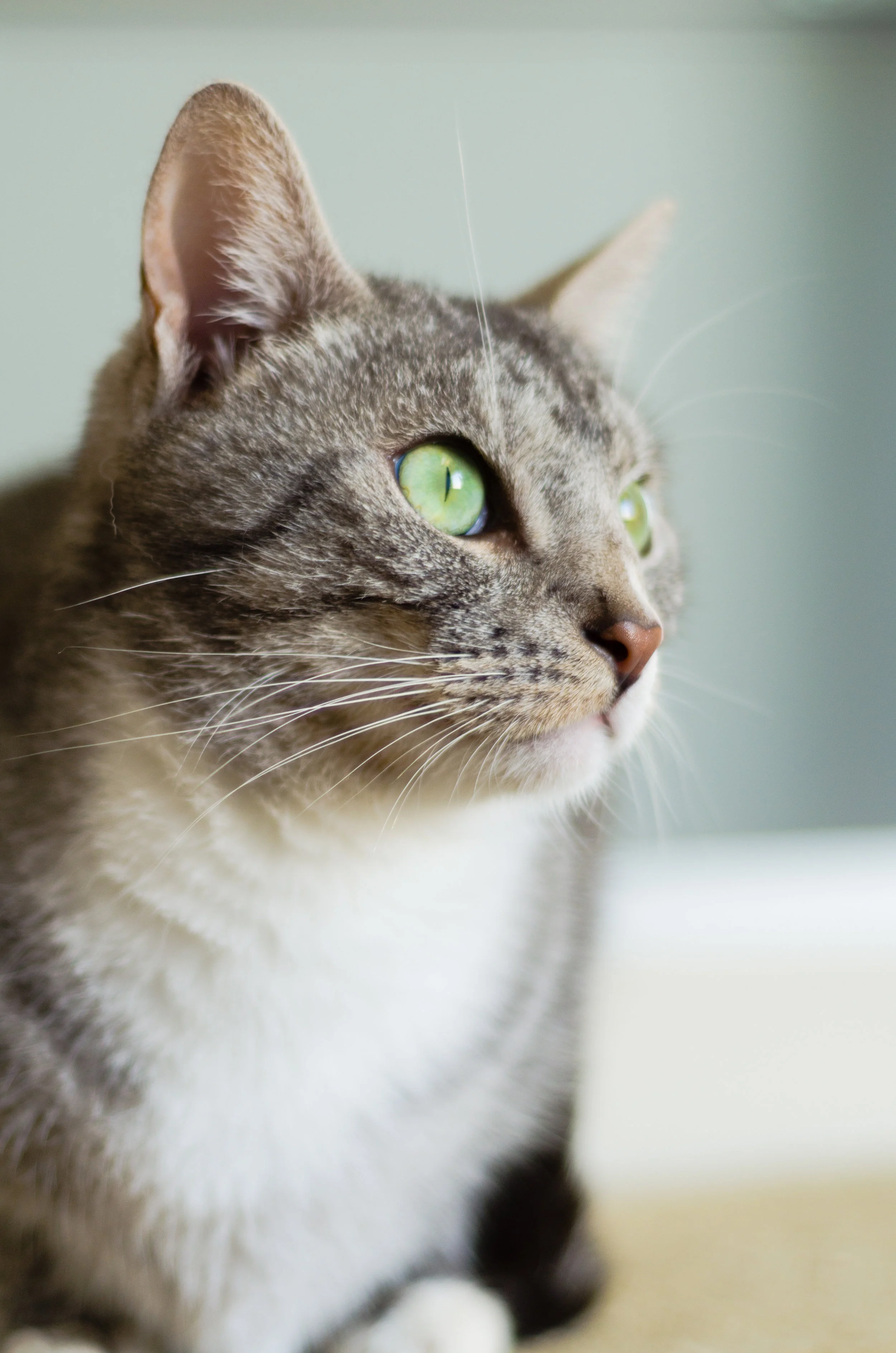 Heaven on Earth Cats-4.jpg