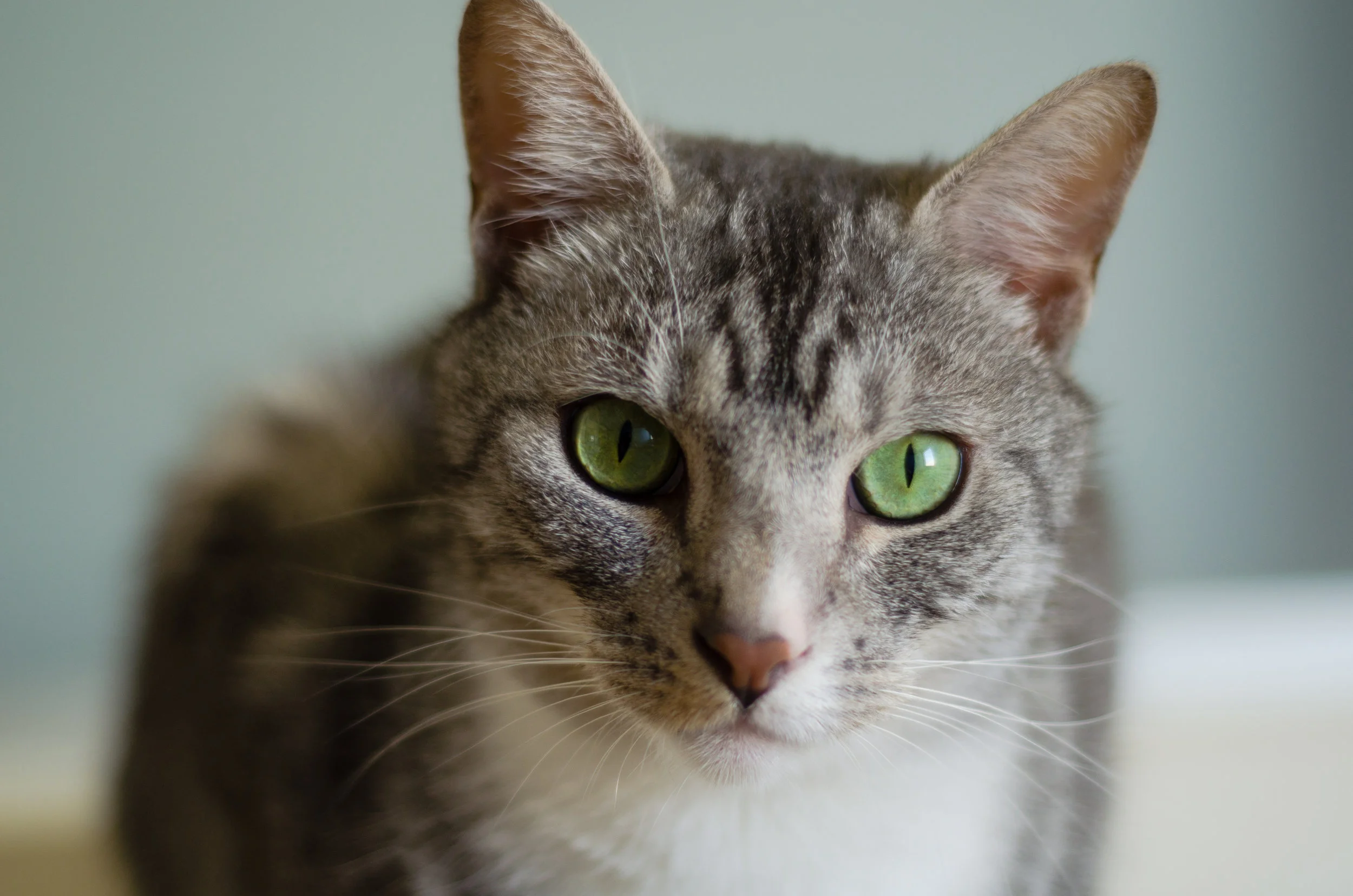 Heaven on Earth Cats-5.jpg