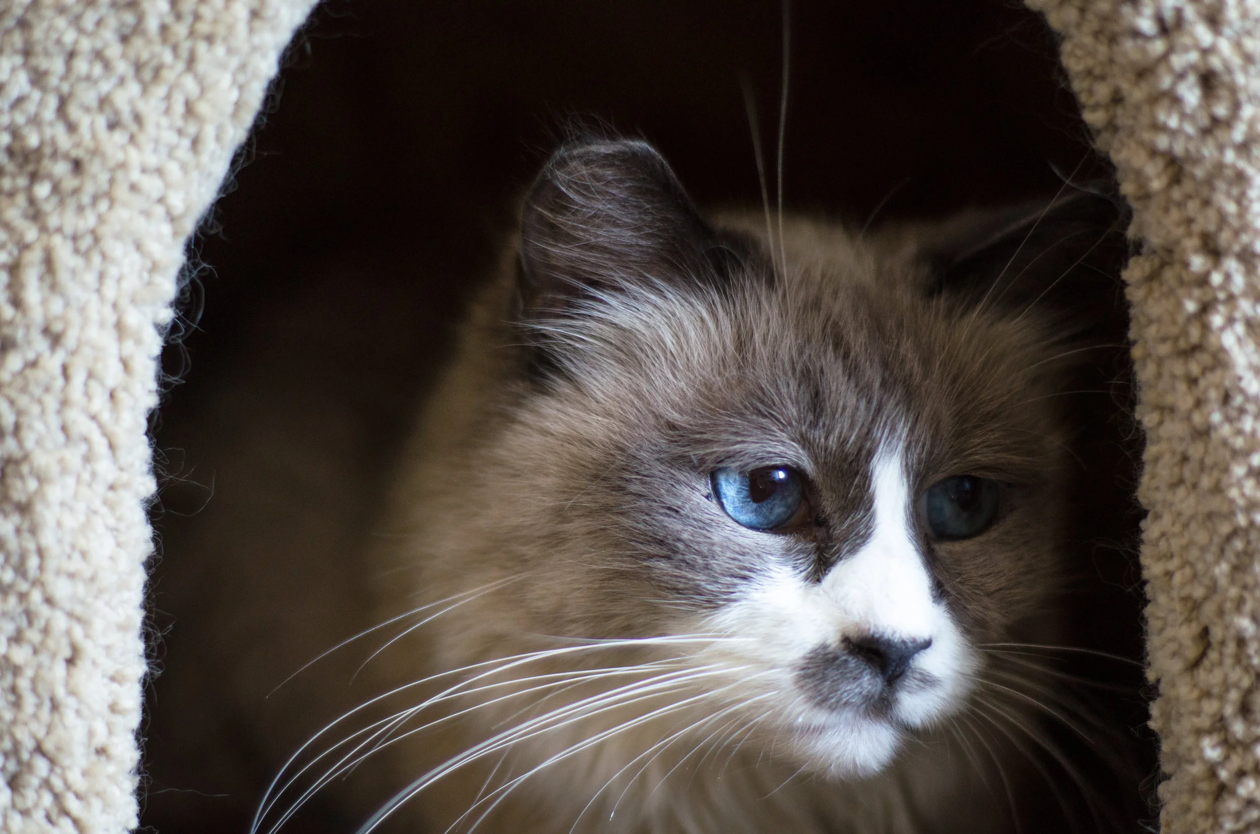 Heaven on Earth Cats-12.jpg