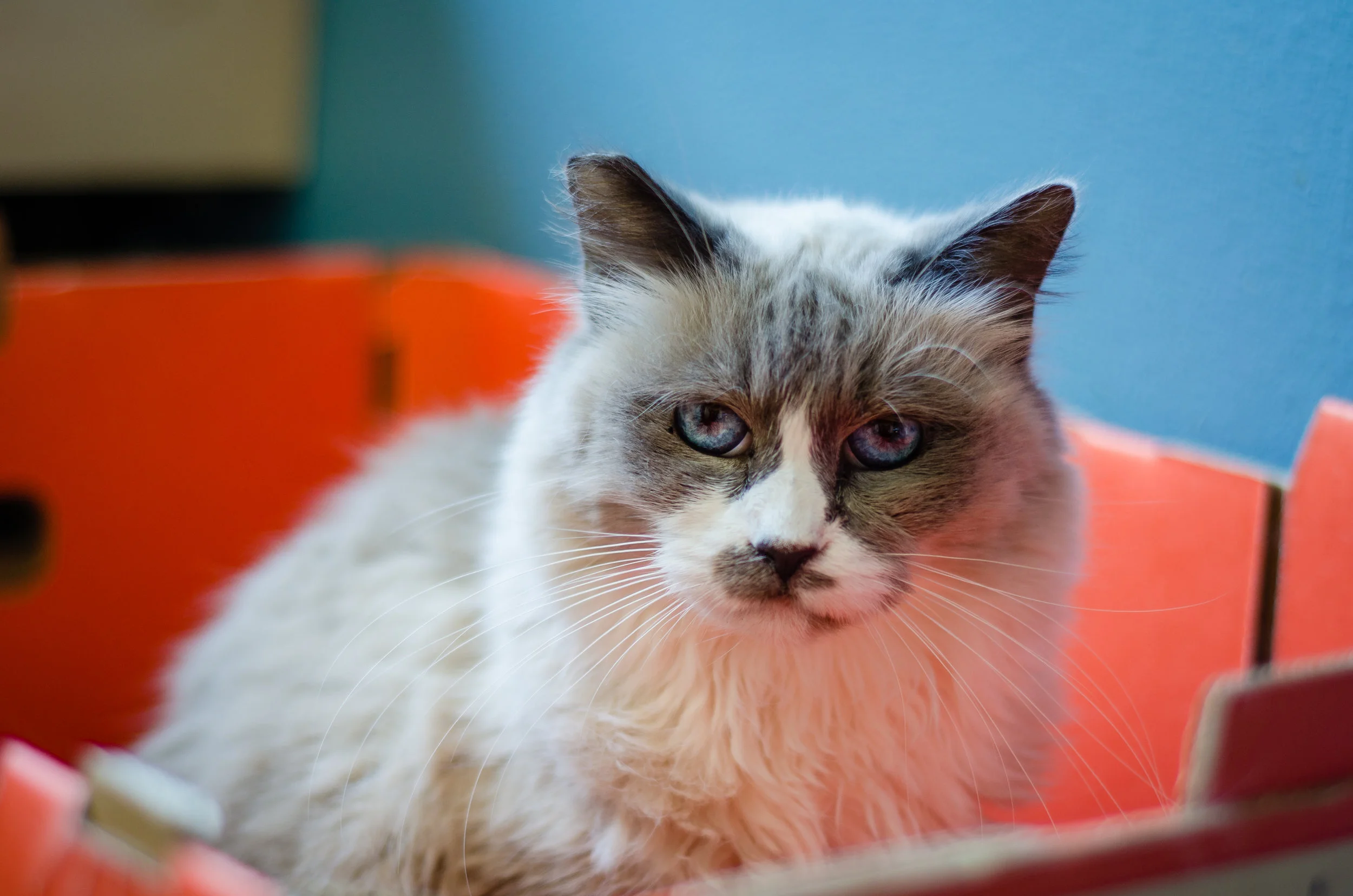 Heaven on Earth Cats-15.jpg