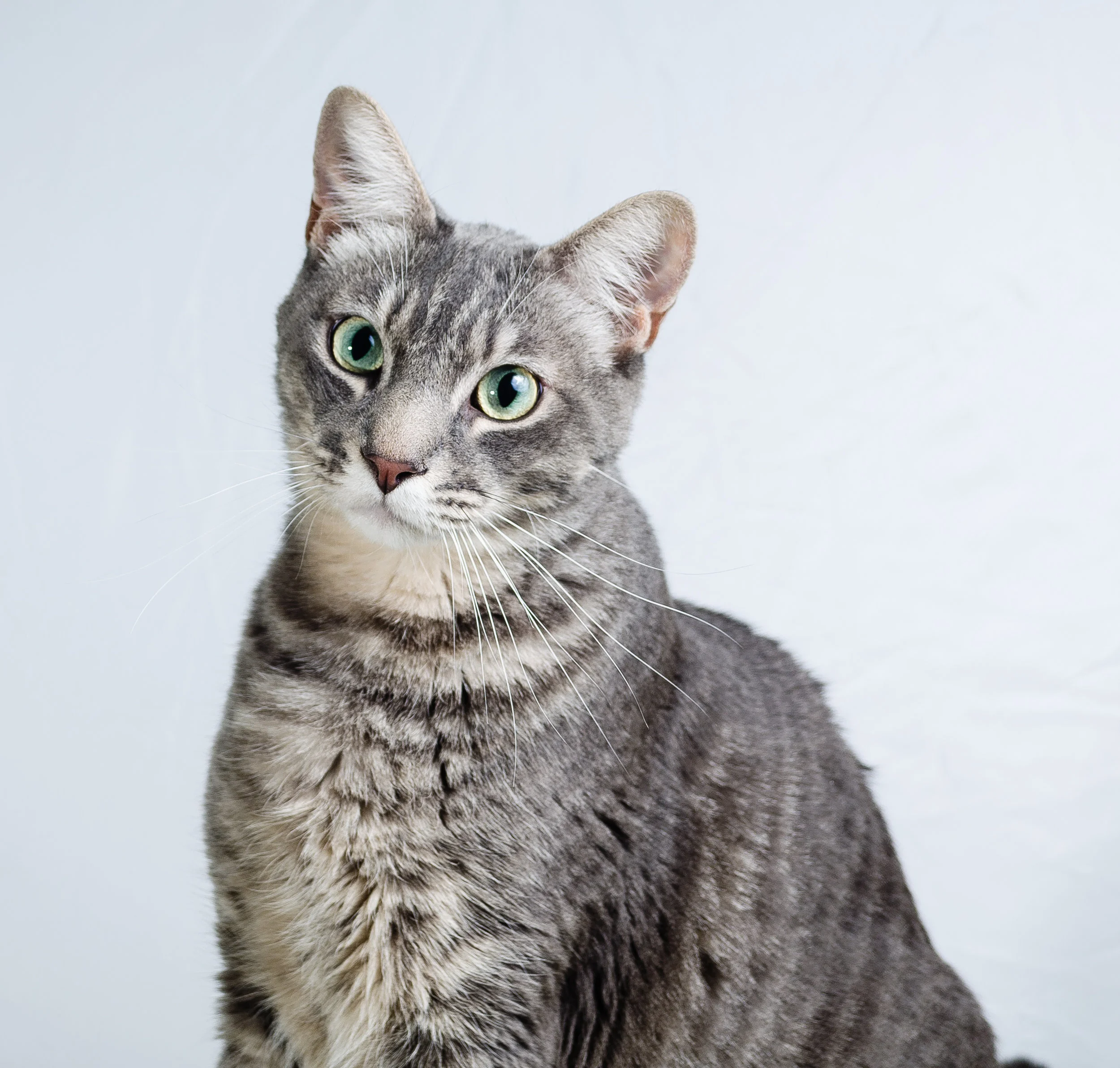Heaven on Earth Cats-29.jpg