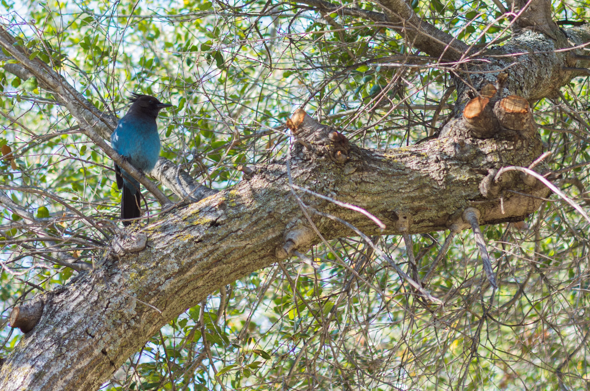 Blue Bird.jpg