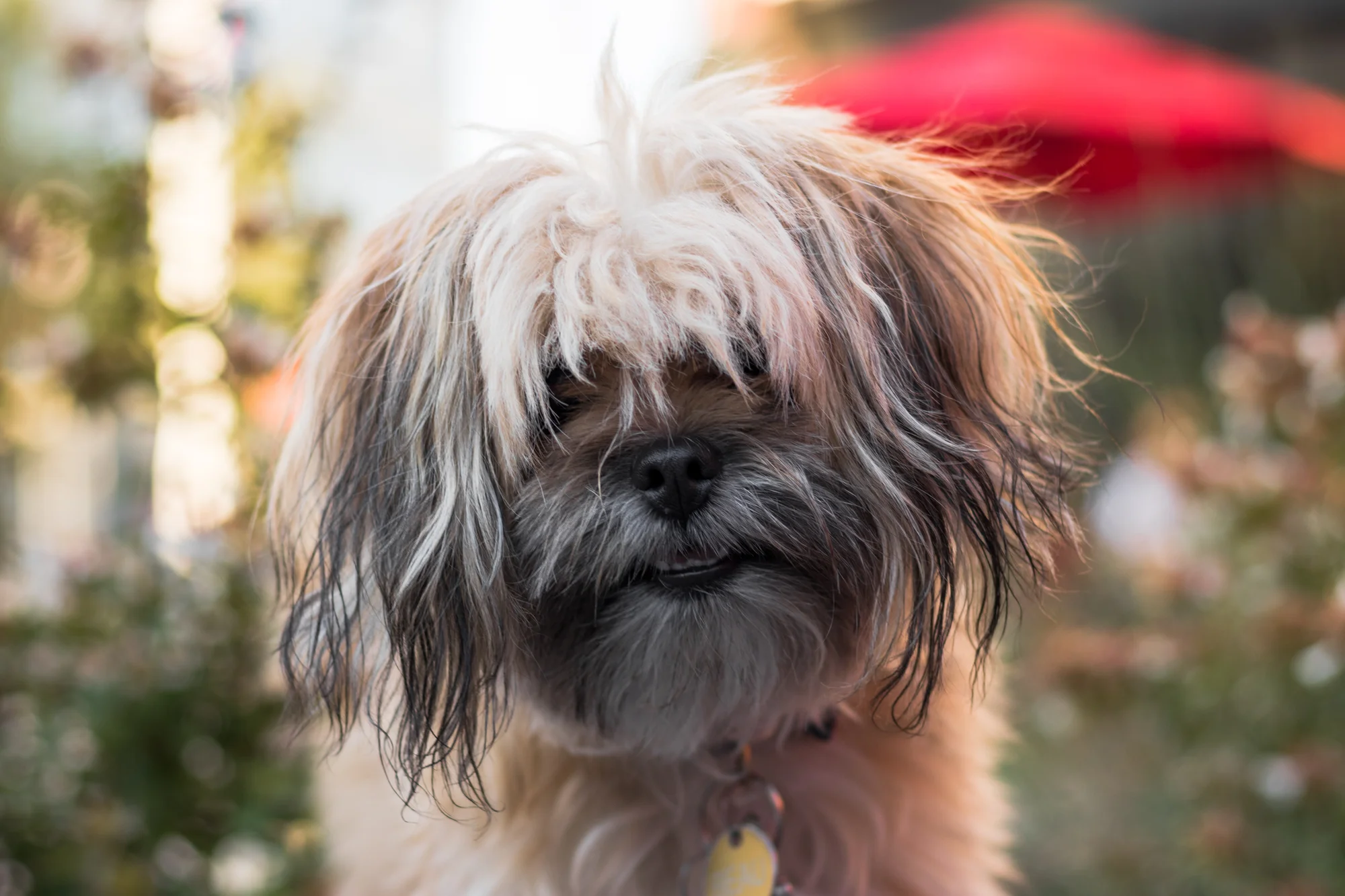 bark-7194.jpg