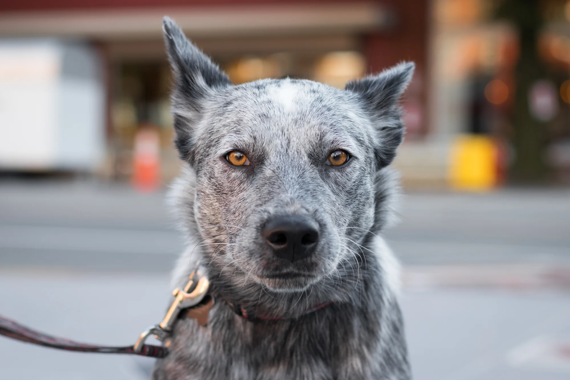 bark-6878.jpg