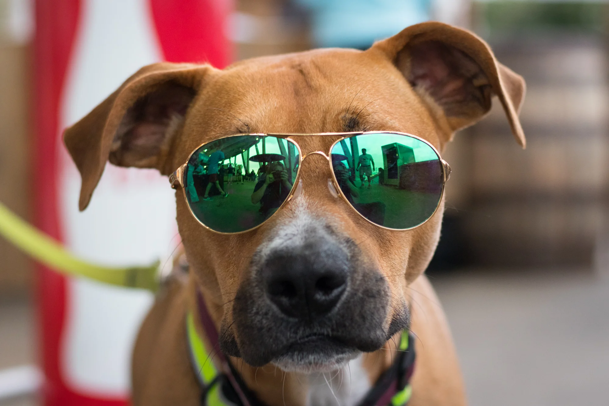 bark-6558.jpg