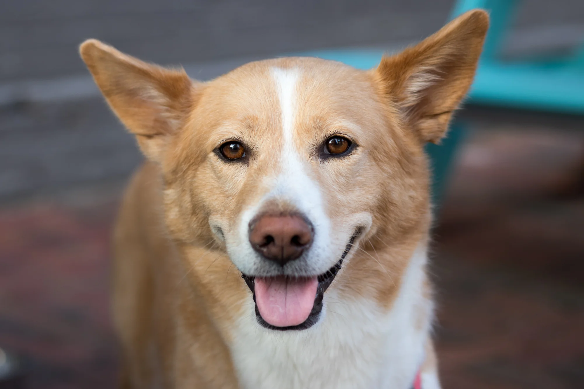 bark-5870.jpg