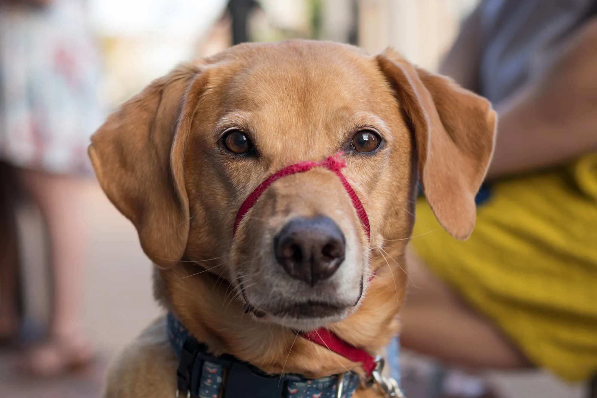 bark-5593.jpg