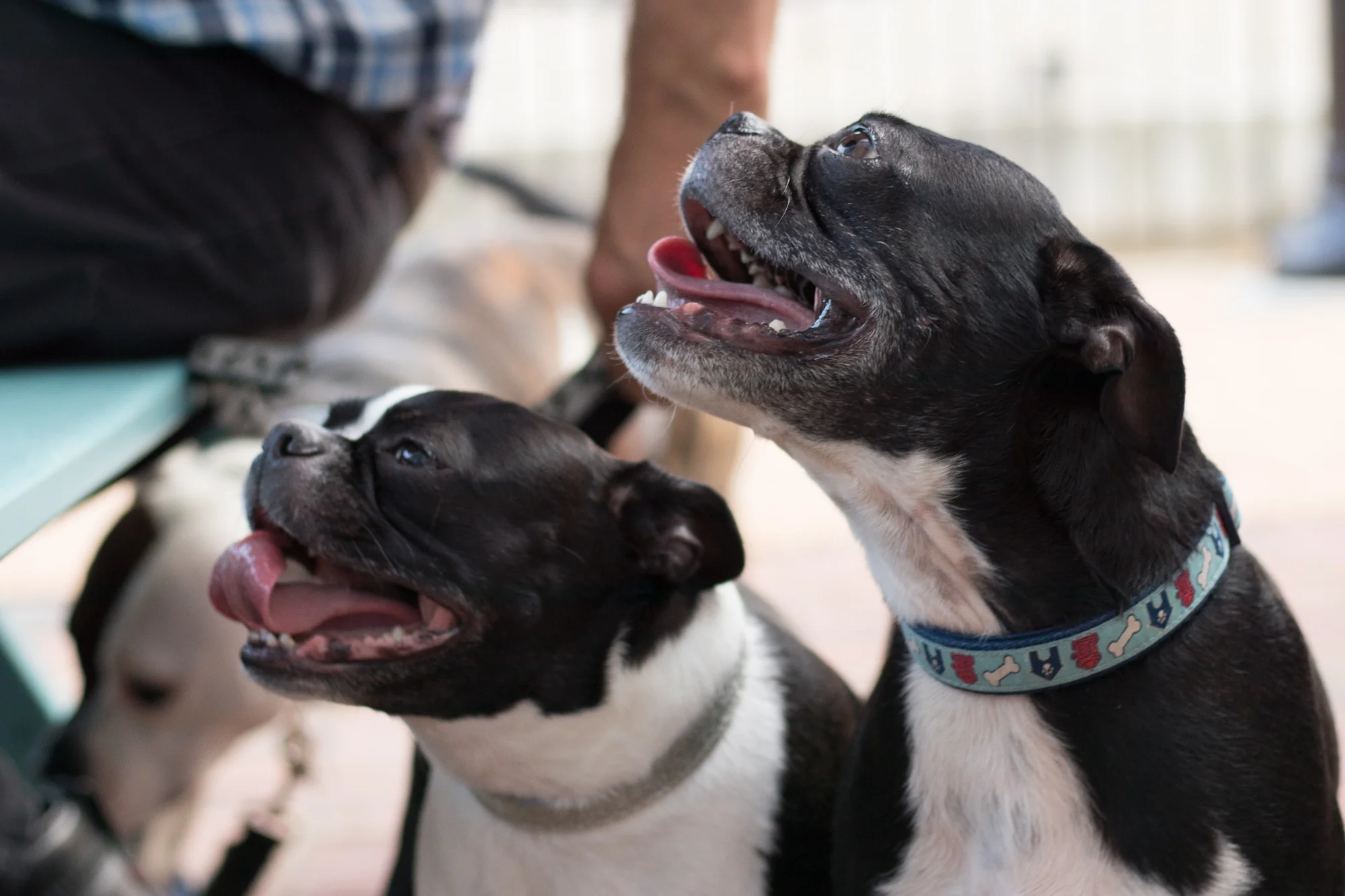 bark-5486.jpg