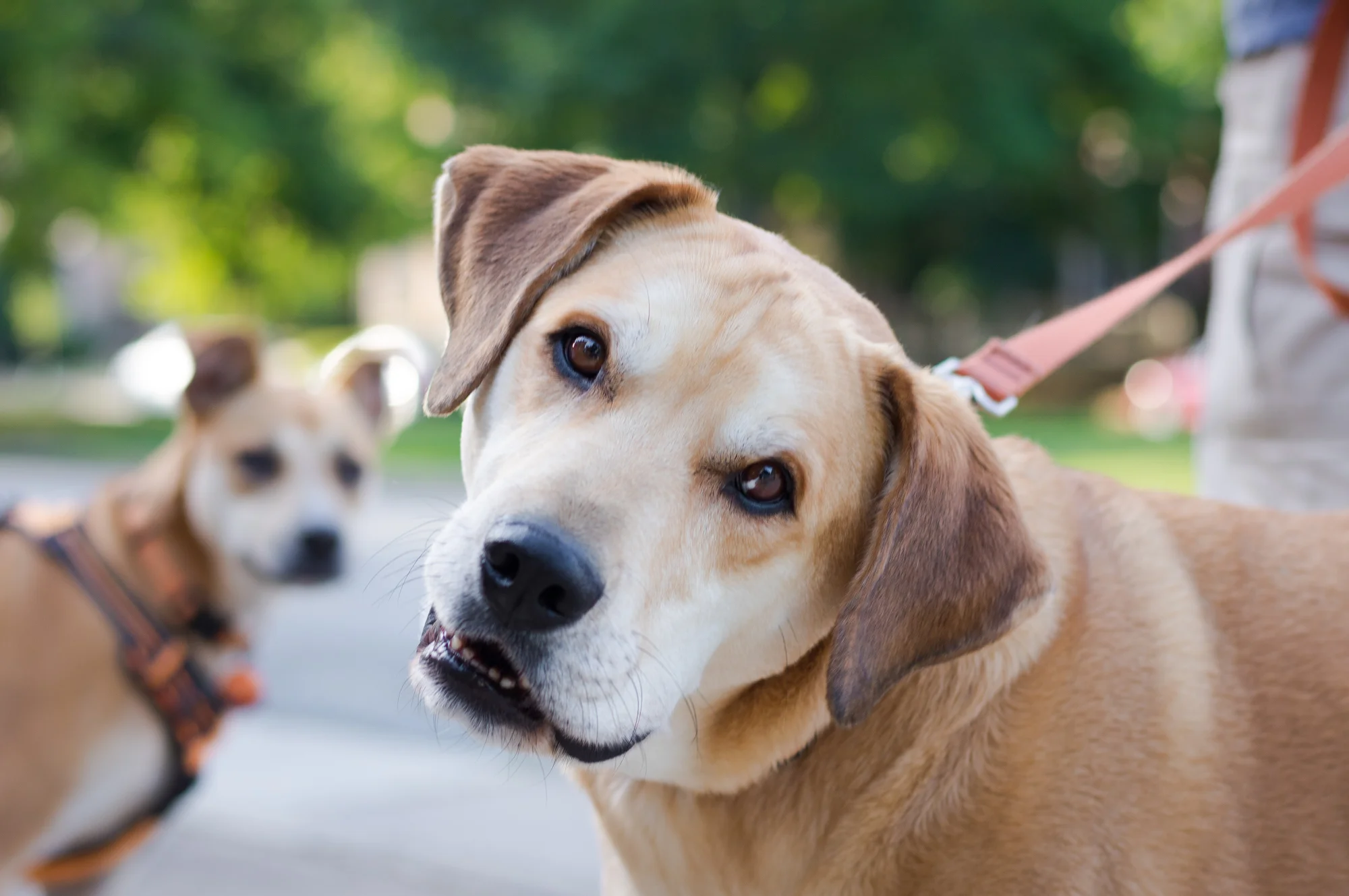 bark-5135.jpg