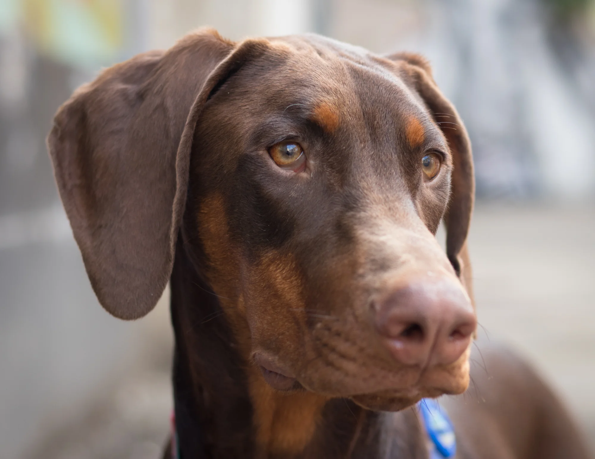 bark-4783.jpg