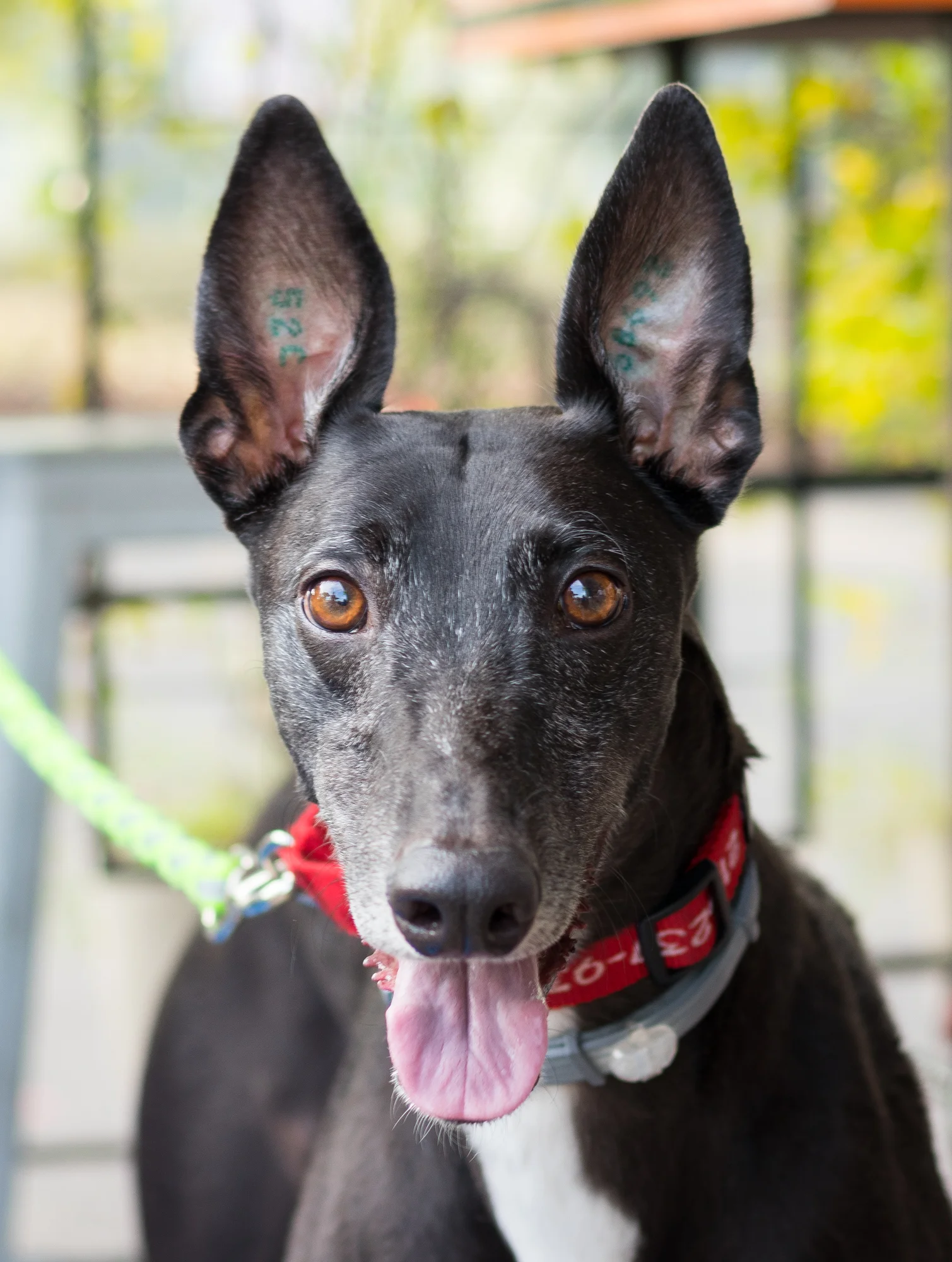 bark-2698.jpg