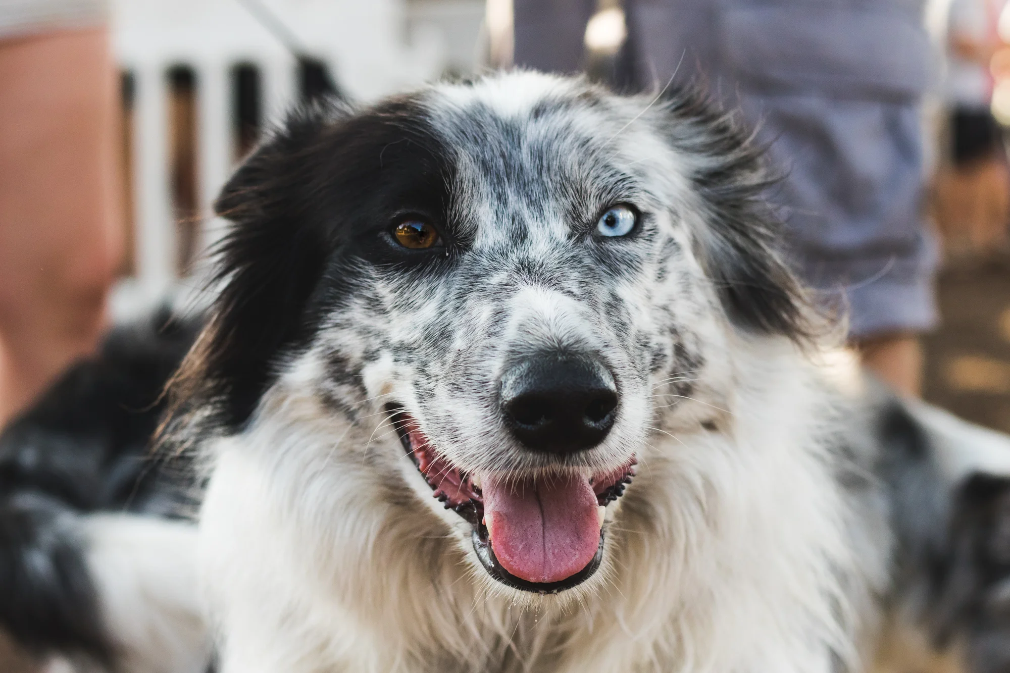 bark-2320.jpg