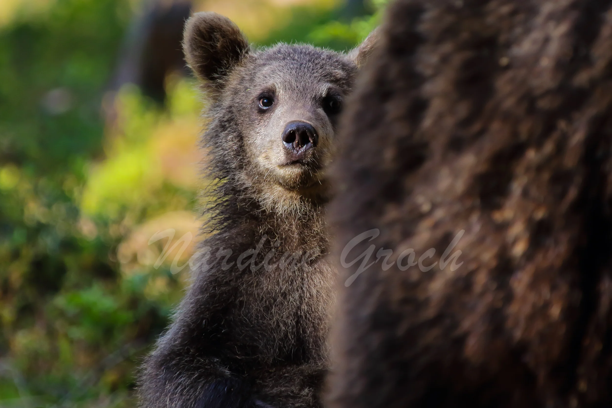 Brown bear cub, Finland