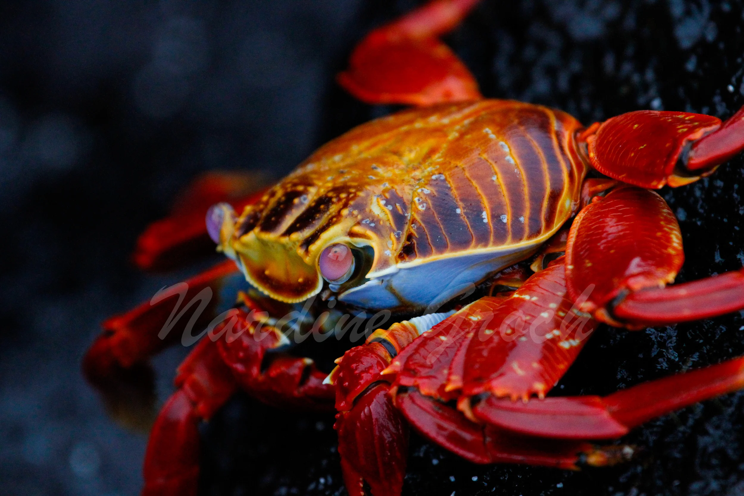 Sally Lightfoot crab, Galapagos Islands