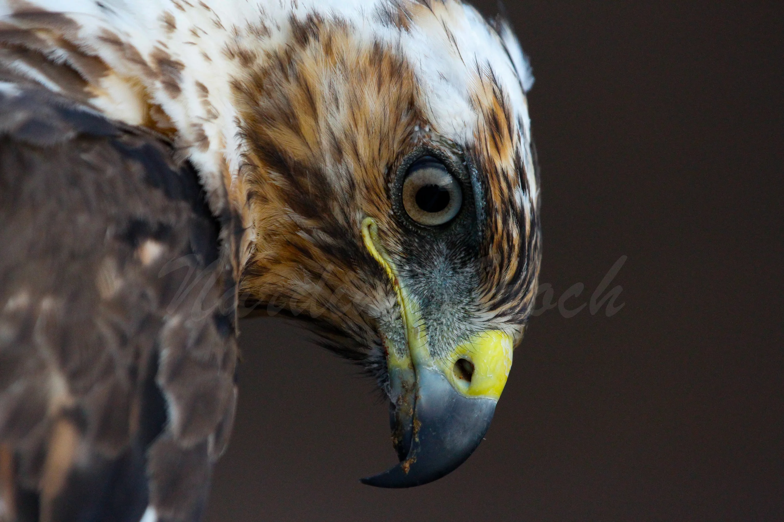Galapagos Hawk, Galapagos Islands