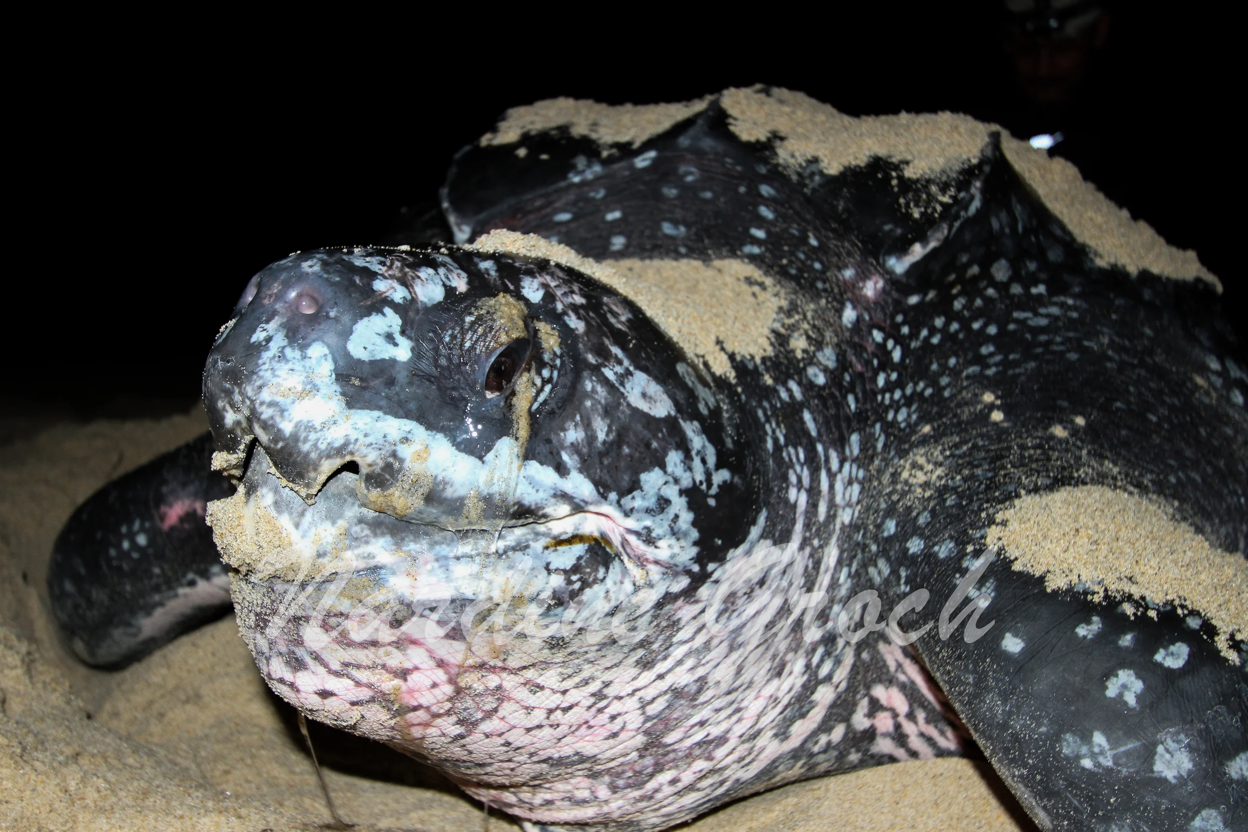 Leatherback Sea Turtle, Trinidad