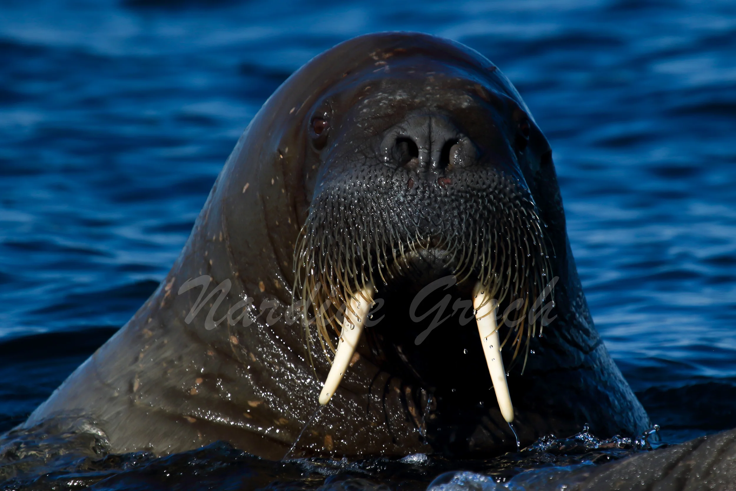 Walrus, Svalbard