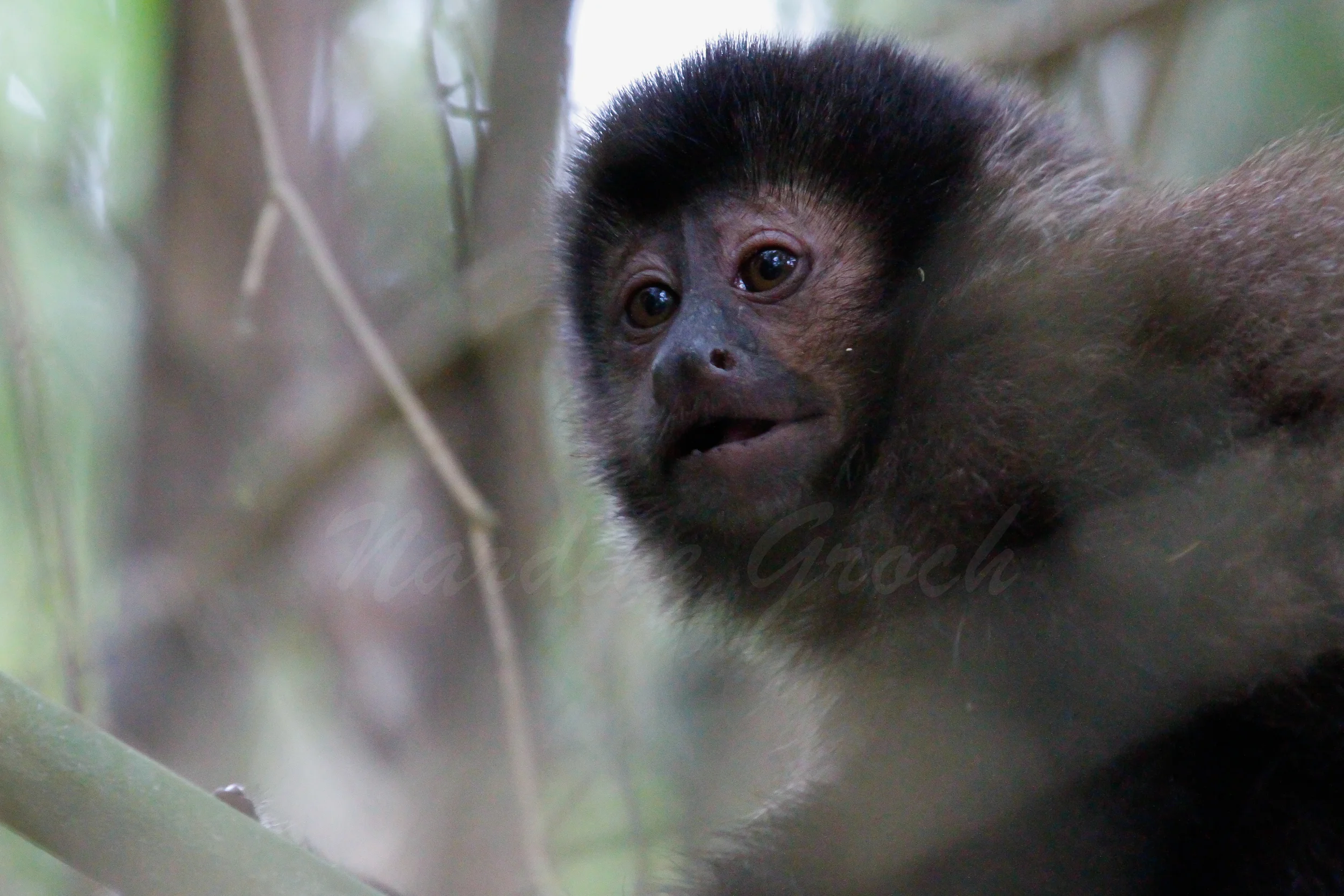 Baby Capuchin Monkey, Brazil