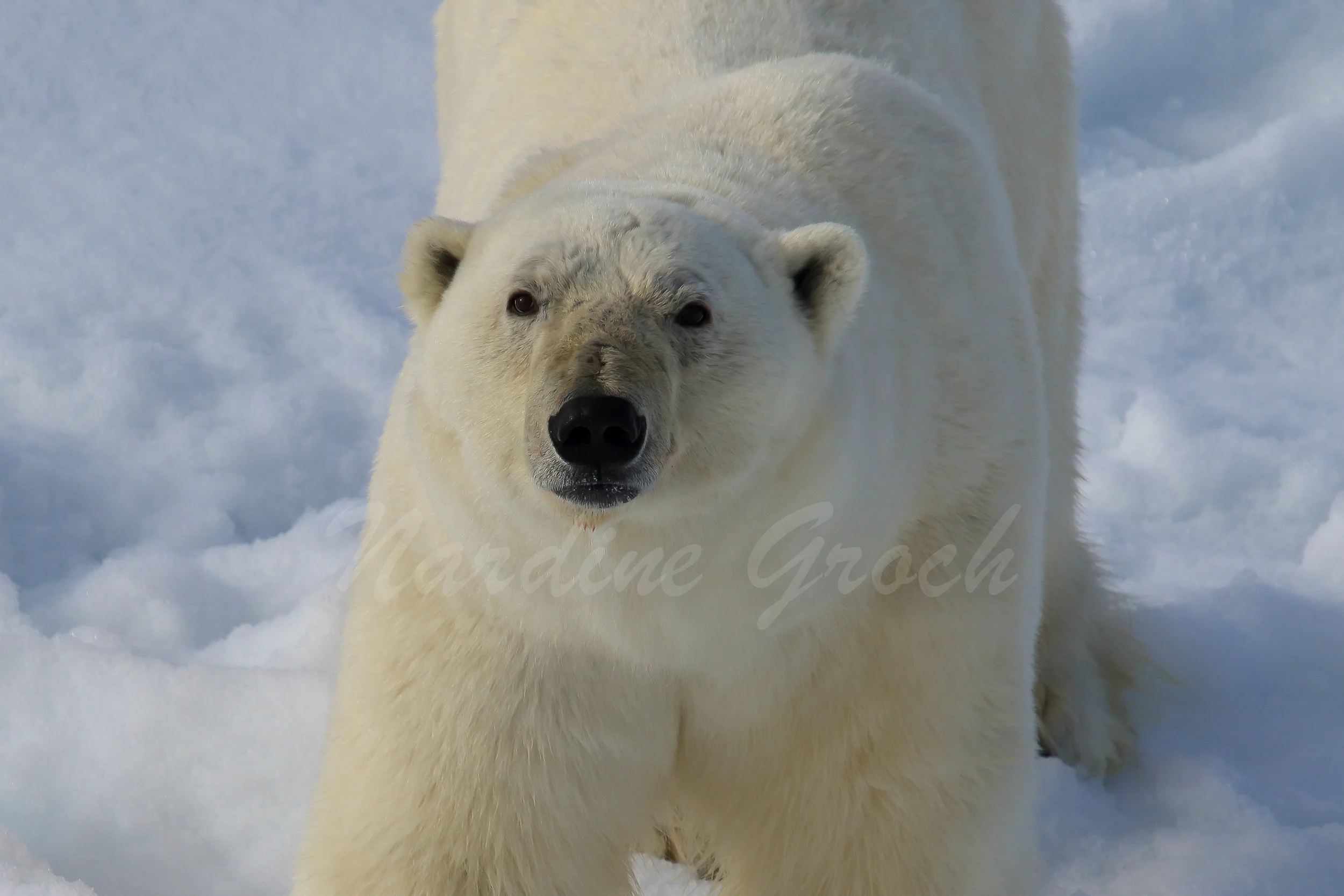 Polar Bear, Svalbard