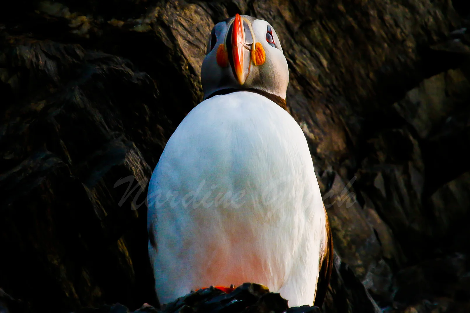 Puffin, Svalbard