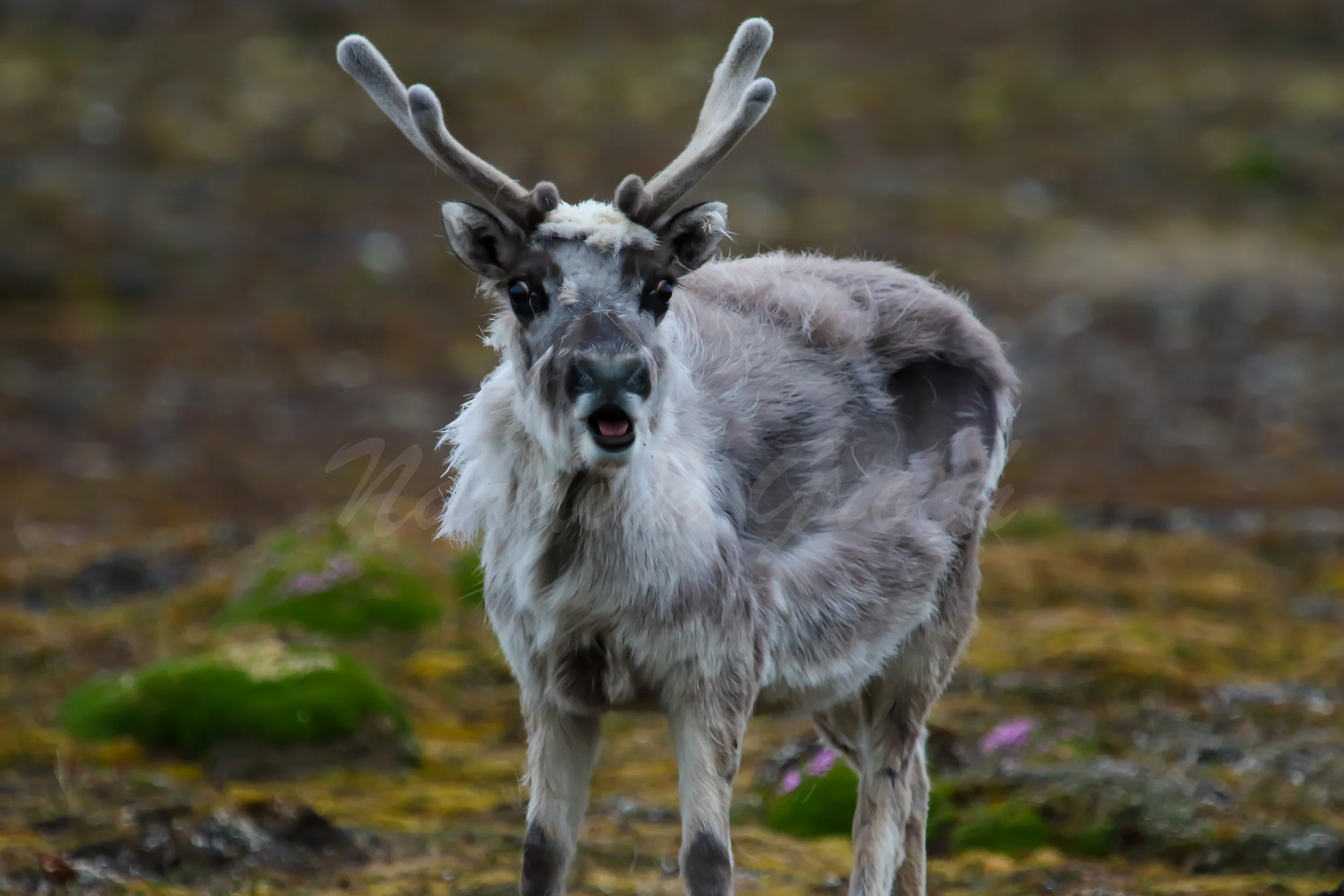 Reindeer, Svalbard