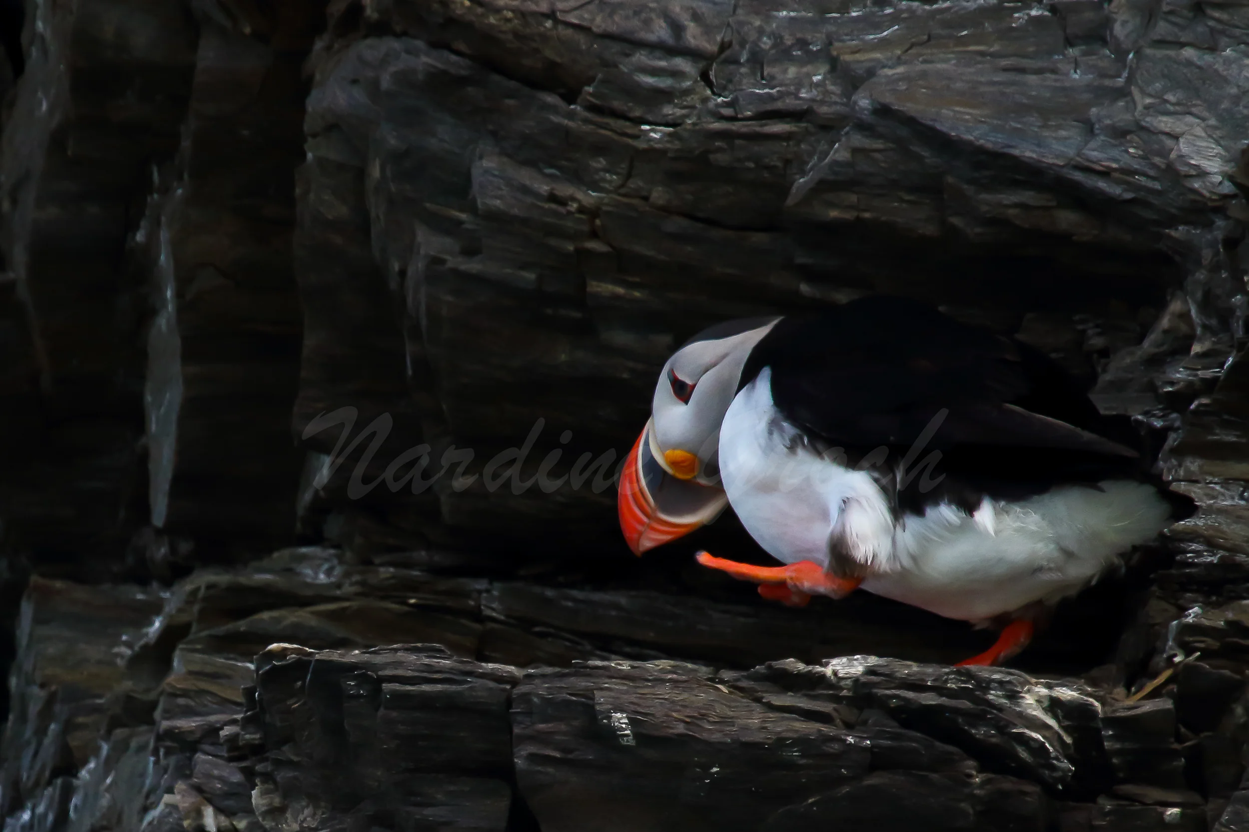Puffin, Svalbard