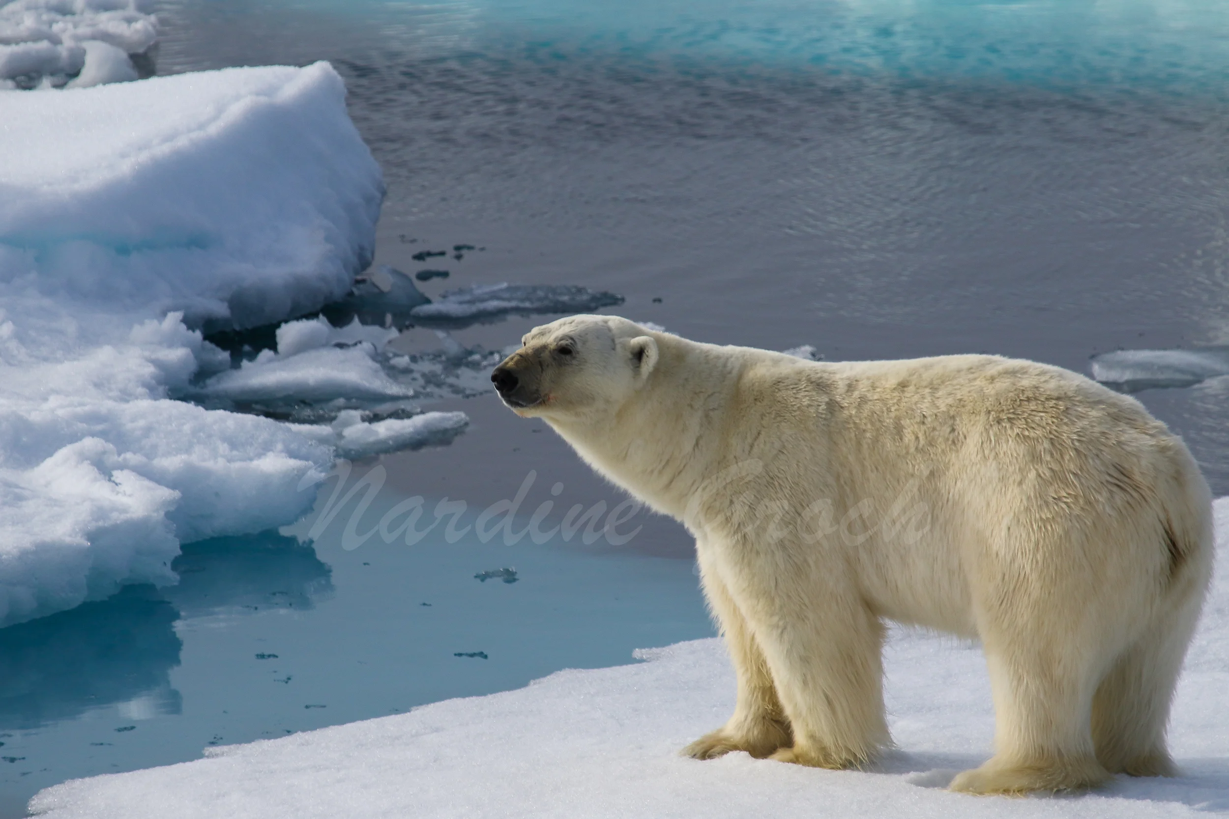 Polar bear on ice, Svalbard