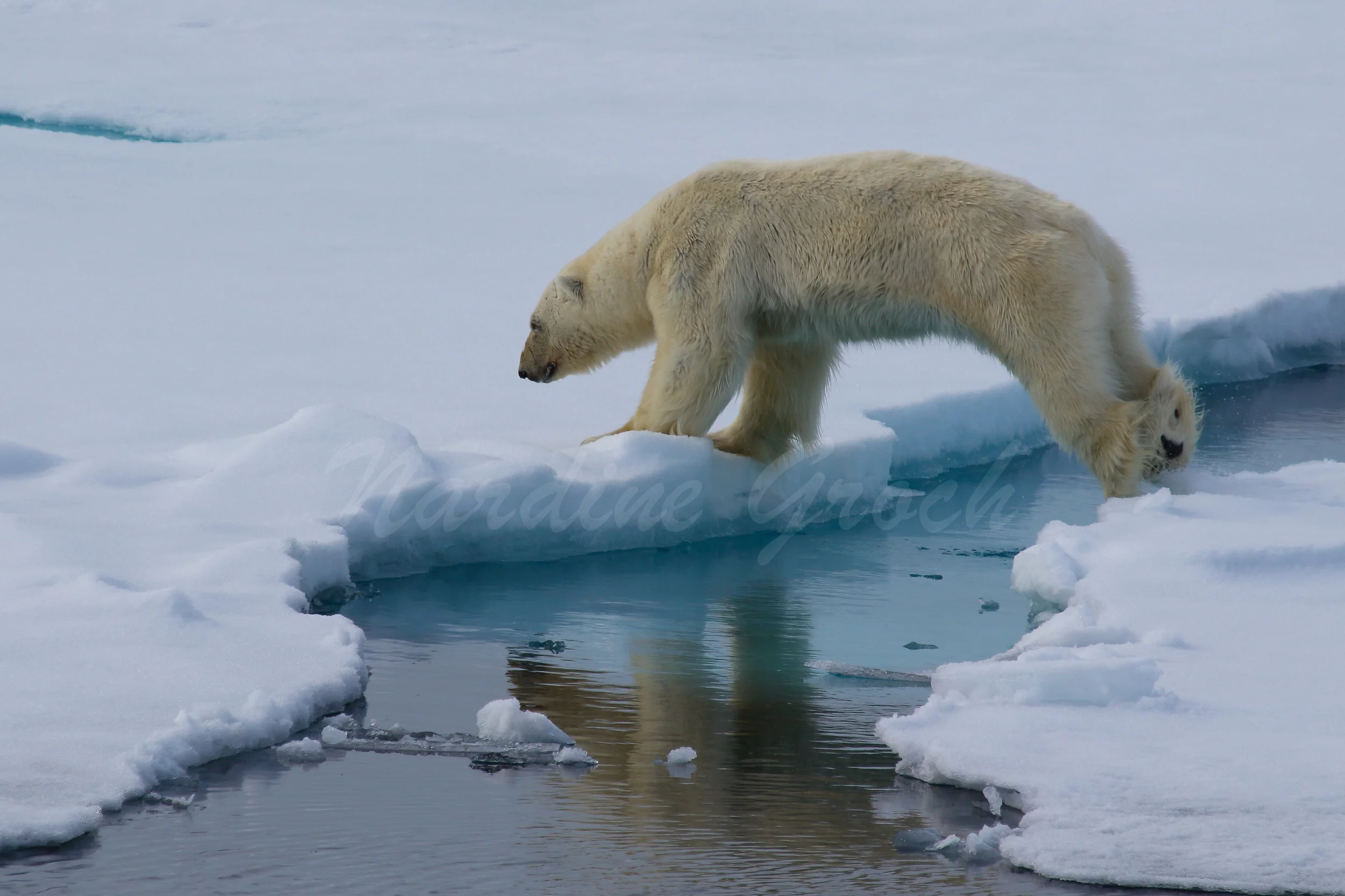 Polar bear jumping, Svalbard