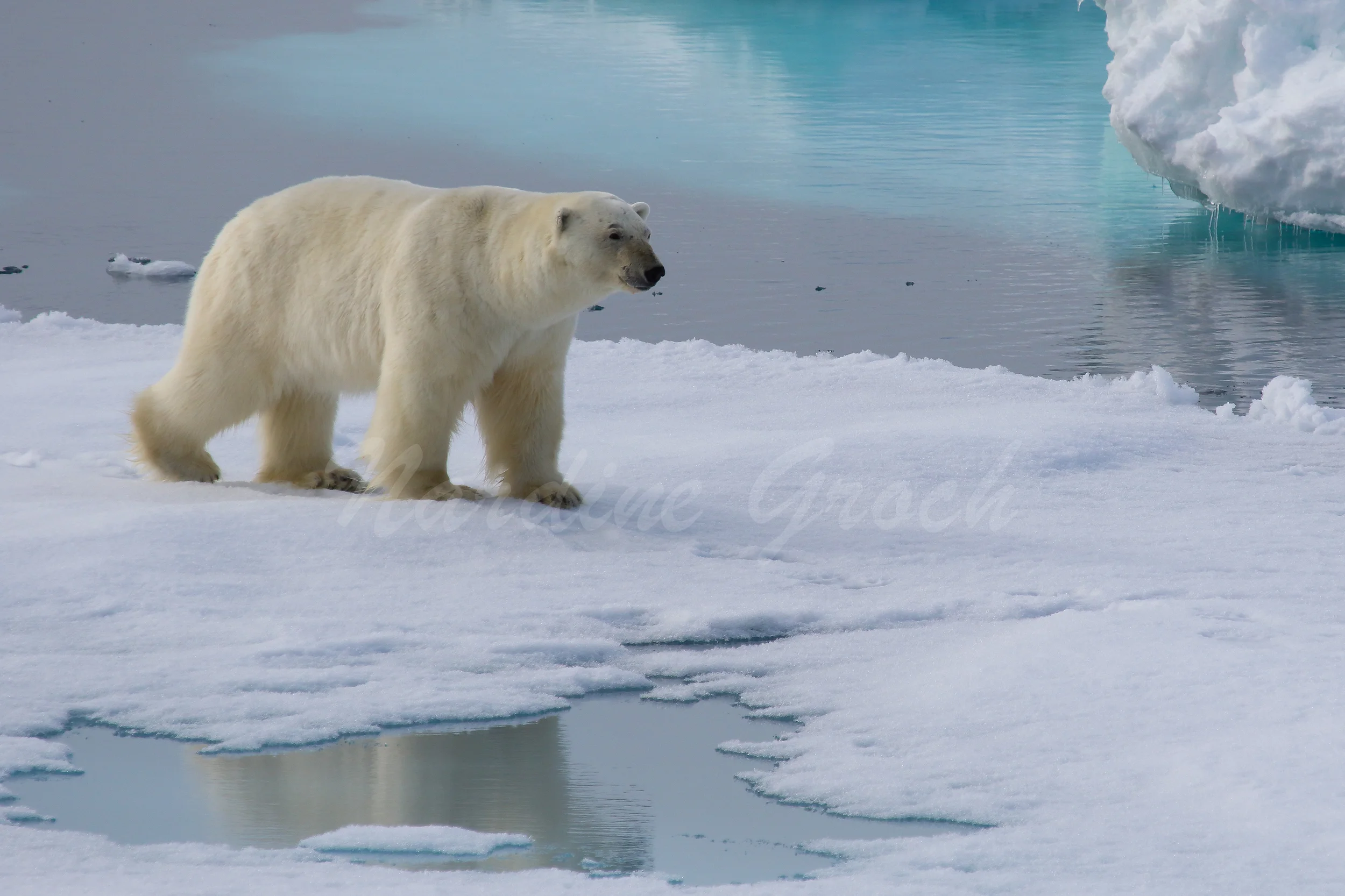 Polar bear reflection, Svalbard
