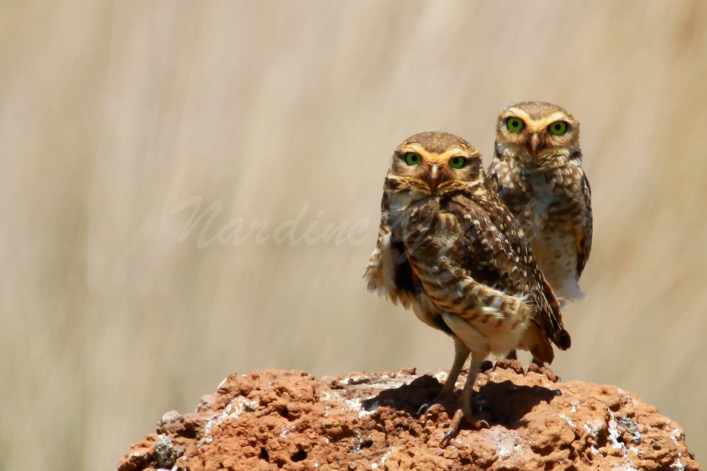 Burrowing Owls, Brazil