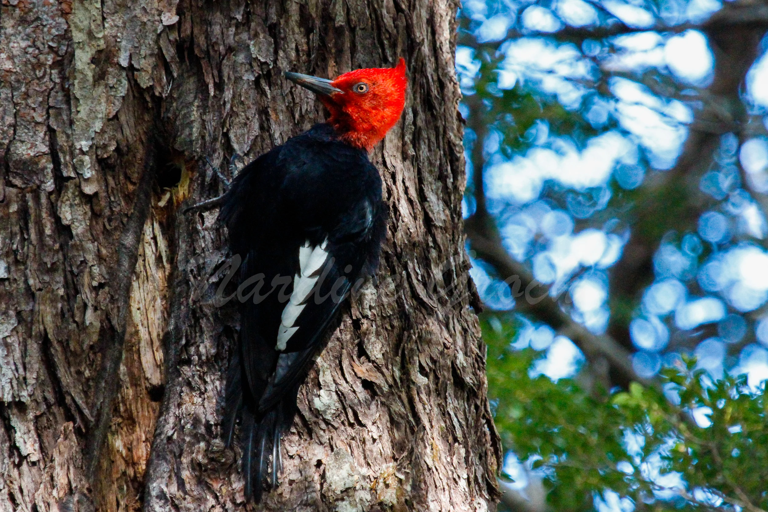 Magellanic woodpecker, Chile