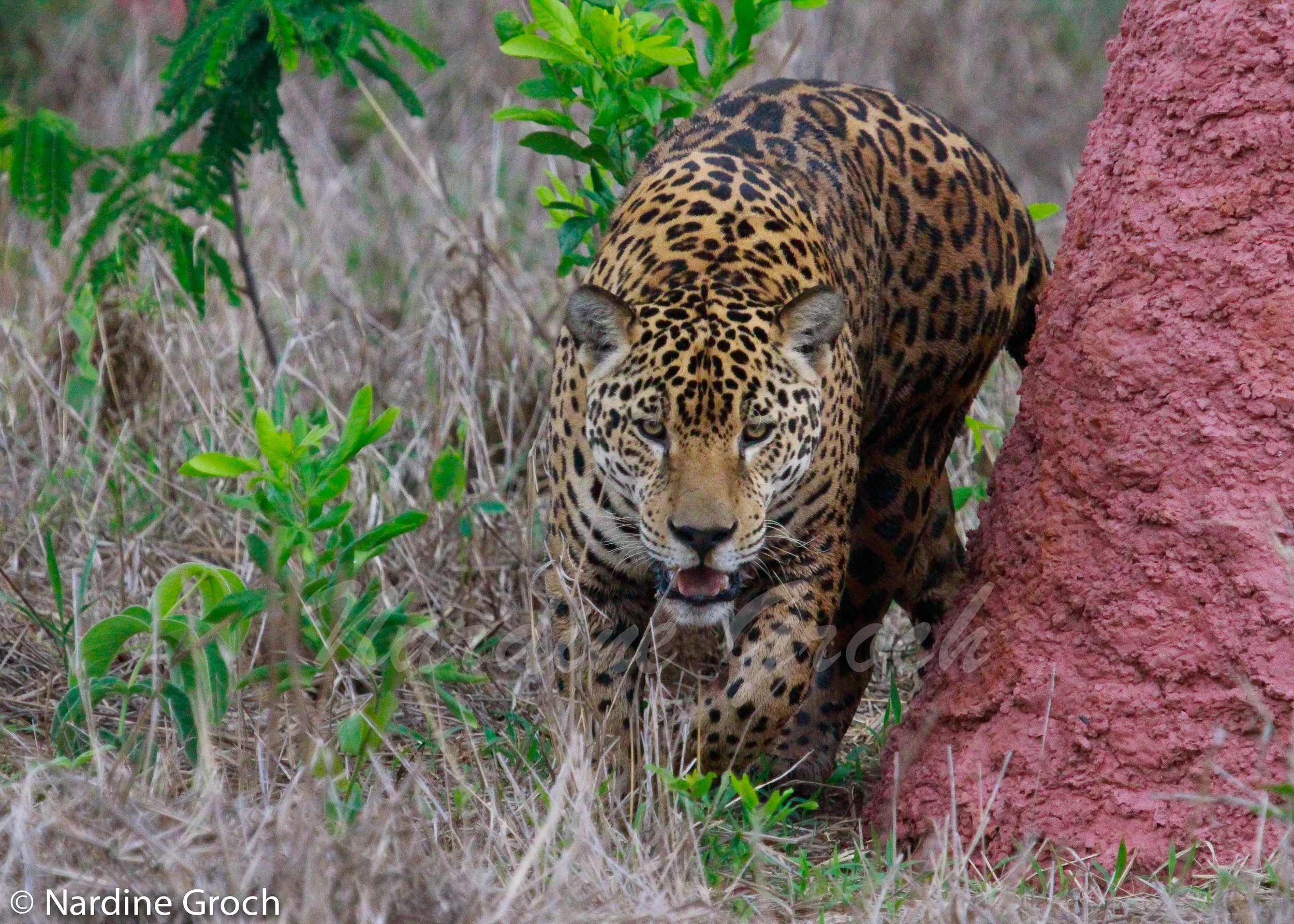 Jaguar, Brazil