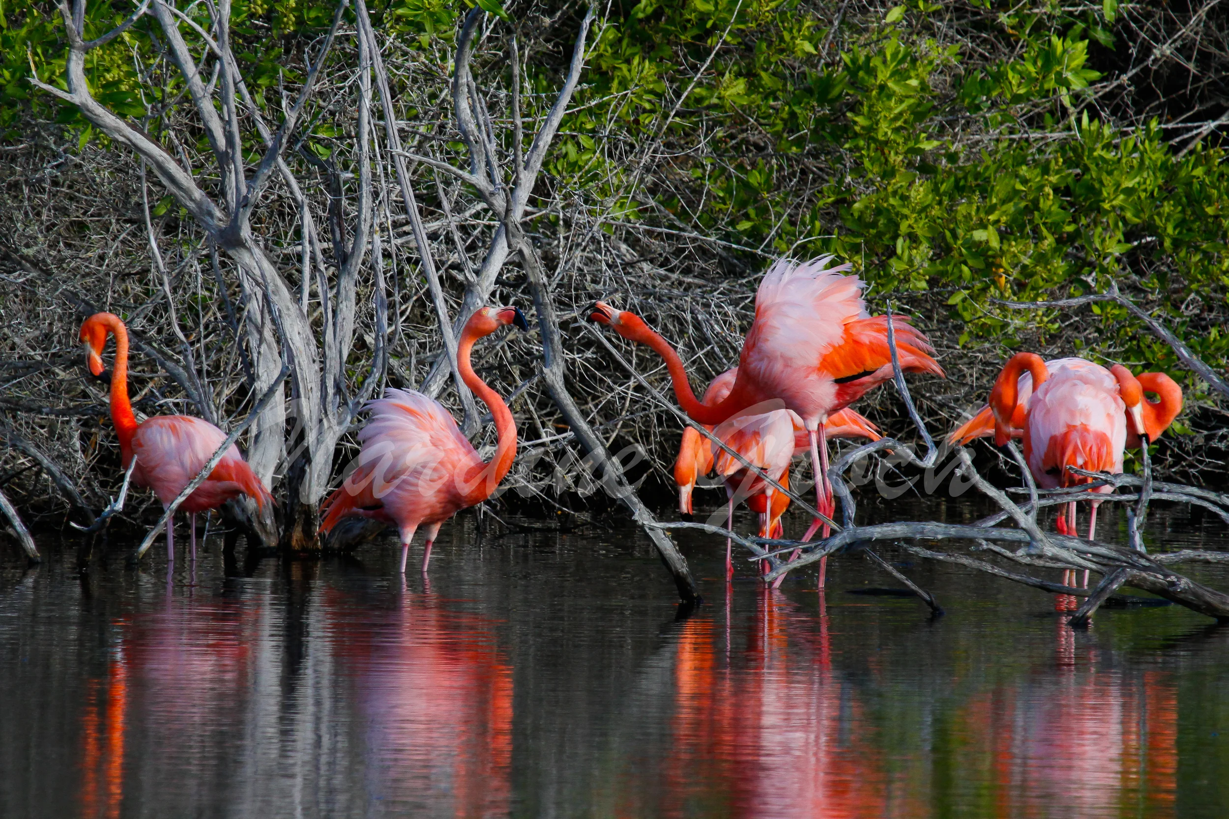 Galapagos Flamingos, Galapagos Islands