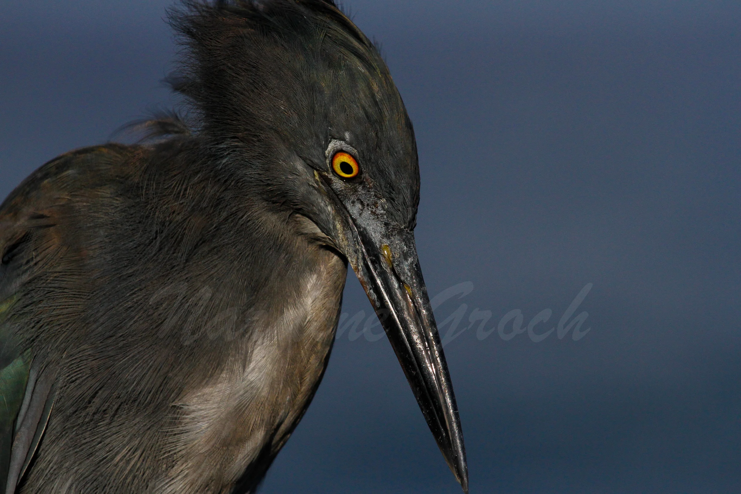 Lava Heron, Galapagos Islands